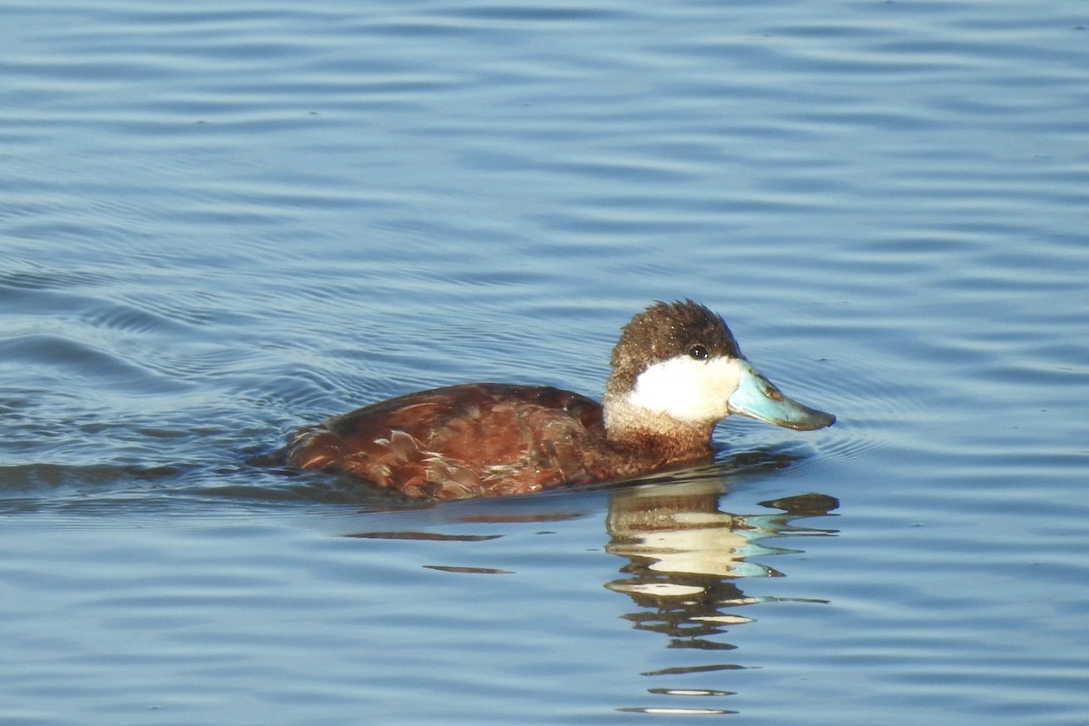 Ruddy Duck - Anonymous