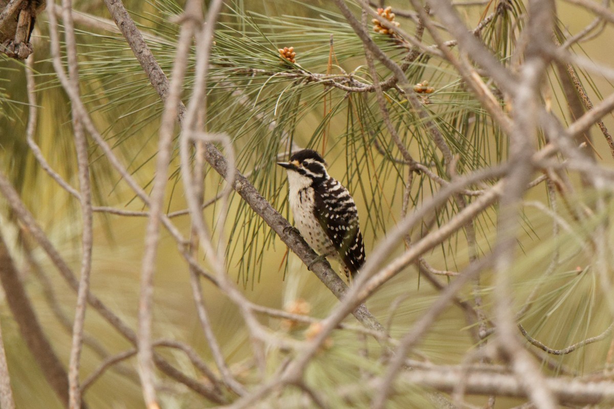 Nuttall's Woodpecker - Joel Marcinik