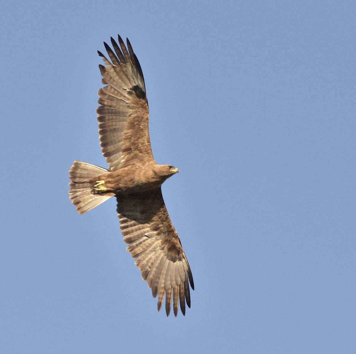 Wahlberg's Eagle - Luke Goddard - Birding Africa
