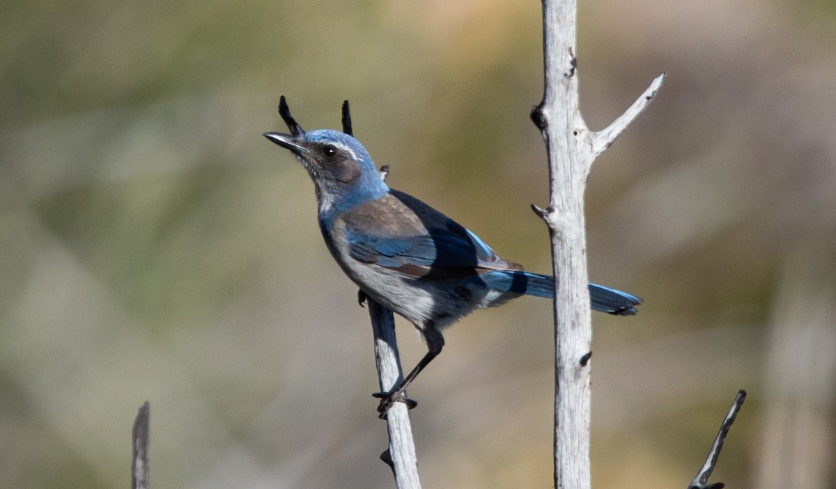 California Scrub-Jay - ML555336841