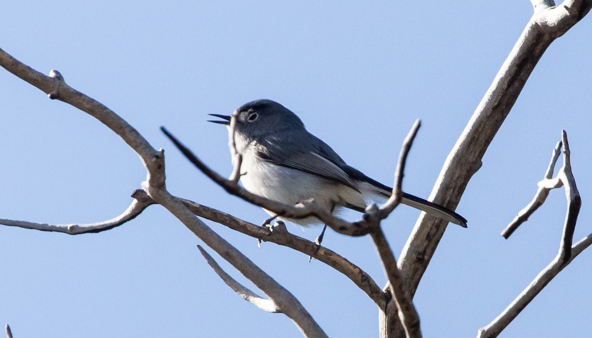 Blue-gray Gnatcatcher - ML555337001