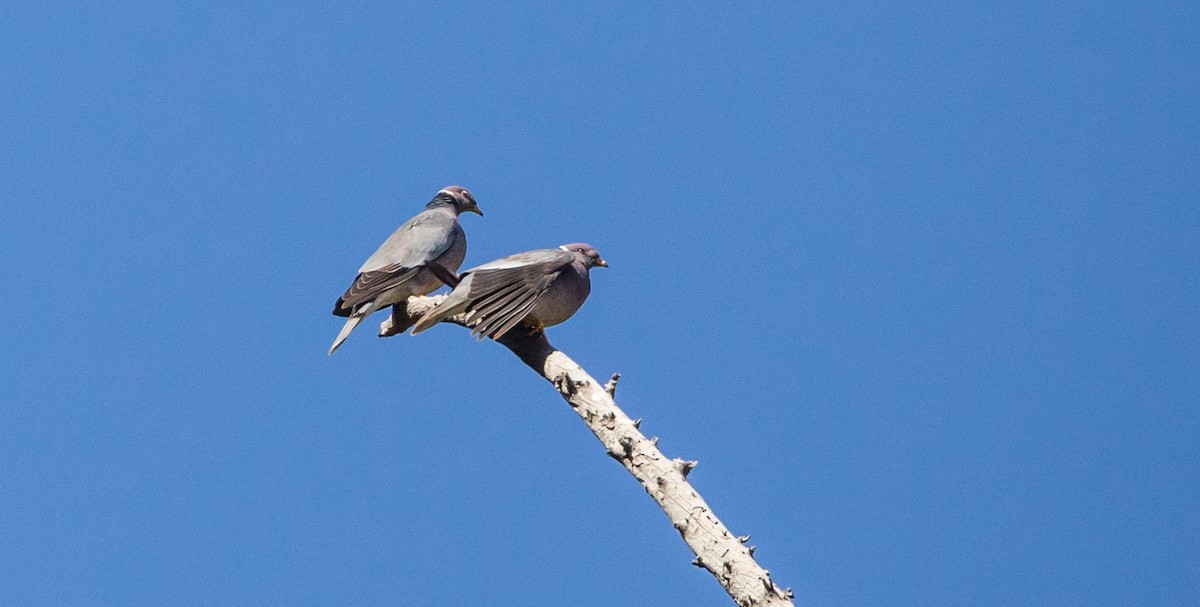 Band-tailed Pigeon - Timothy Aarons