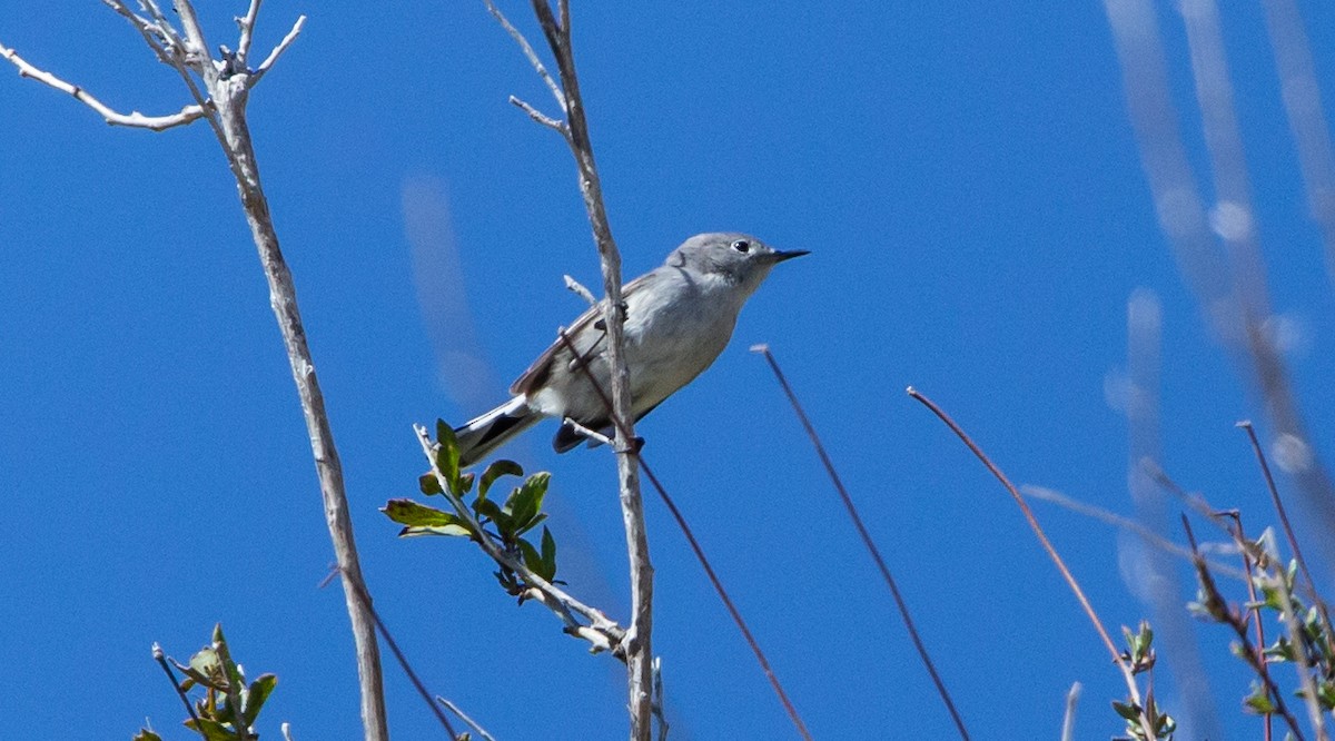 ברחשית כחלחלה - ML555337901