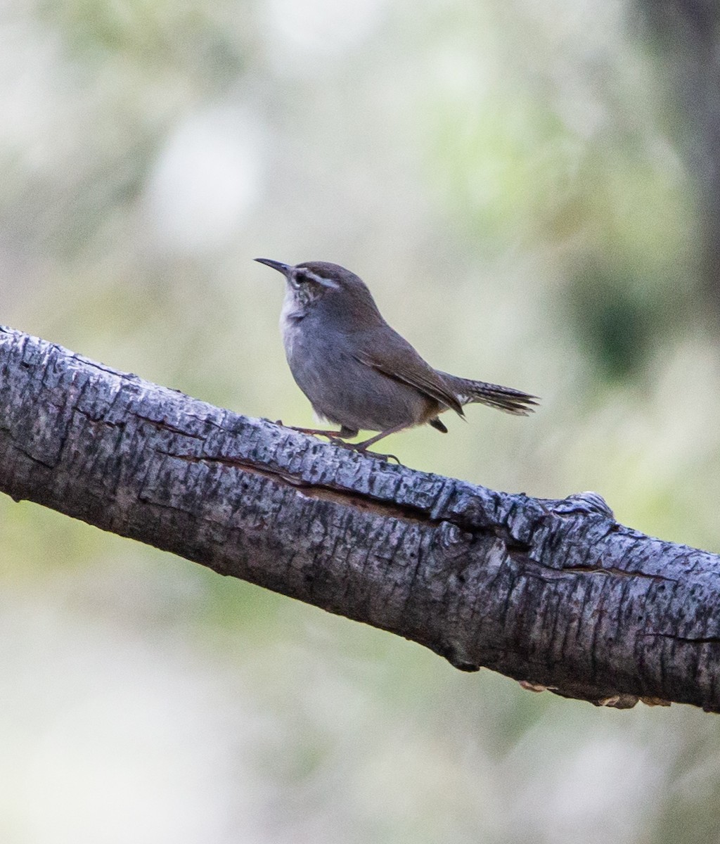 Bewick's Wren - ML555338571