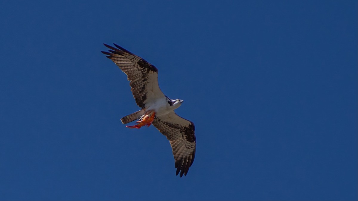 Osprey - ML555339231