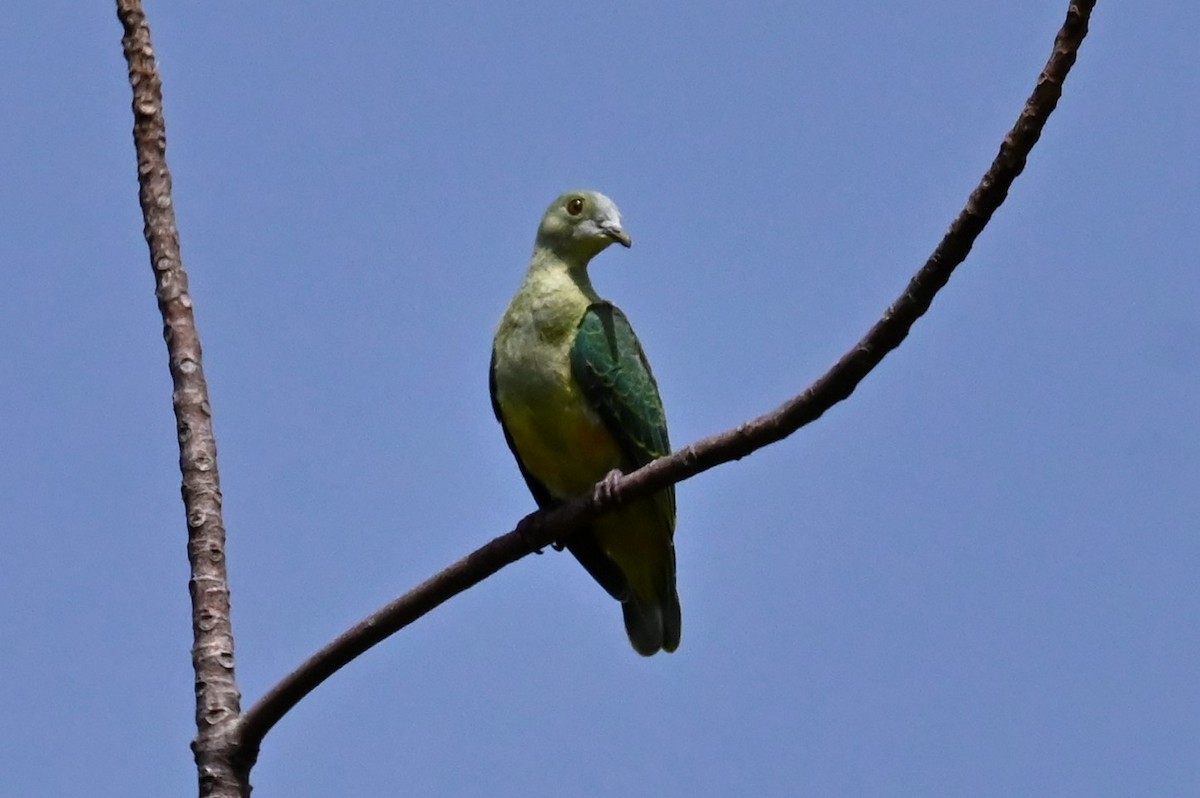 Silver-capped Fruit-Dove - ML555339381