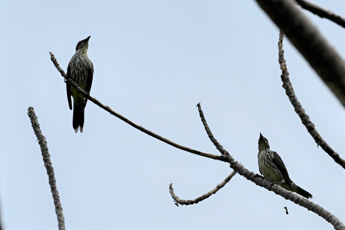 Metallic Starling - Gerd Schön