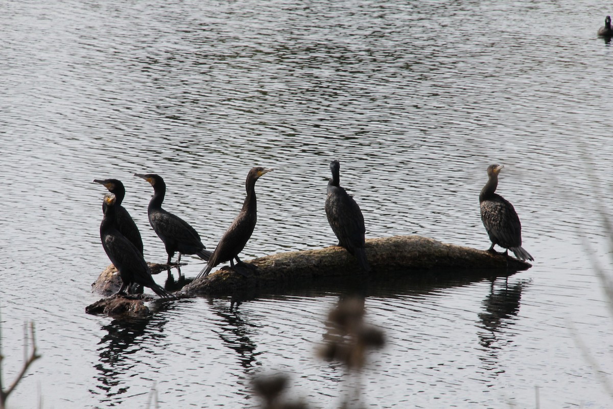 Great Cormorant - Wendy McWilliams