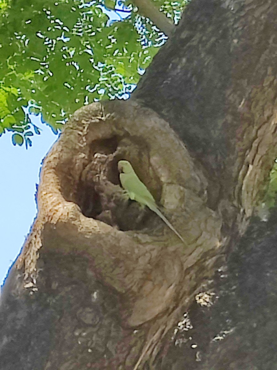 Rose-ringed Parakeet - ML555340491