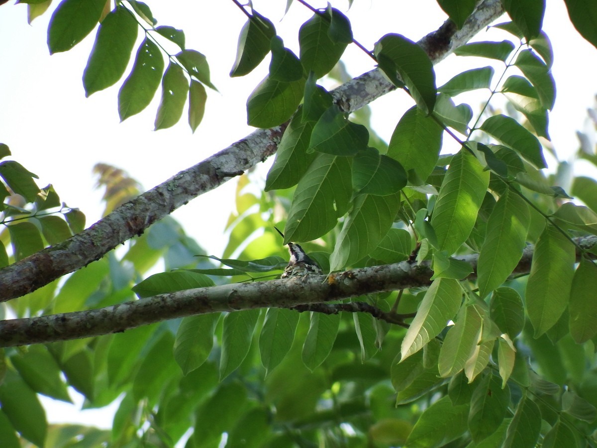 Grünbrust-Mangokolibri - ML55534111