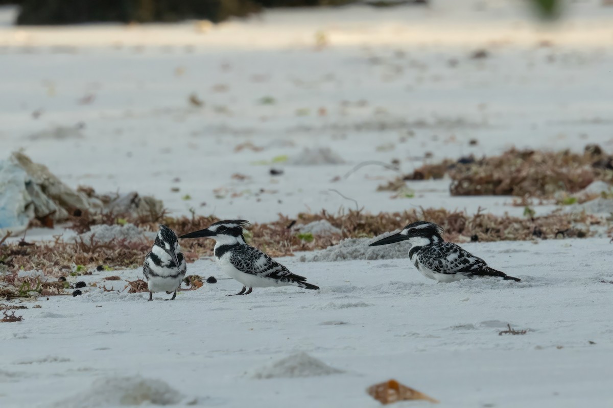 Pied Kingfisher - ML555341961