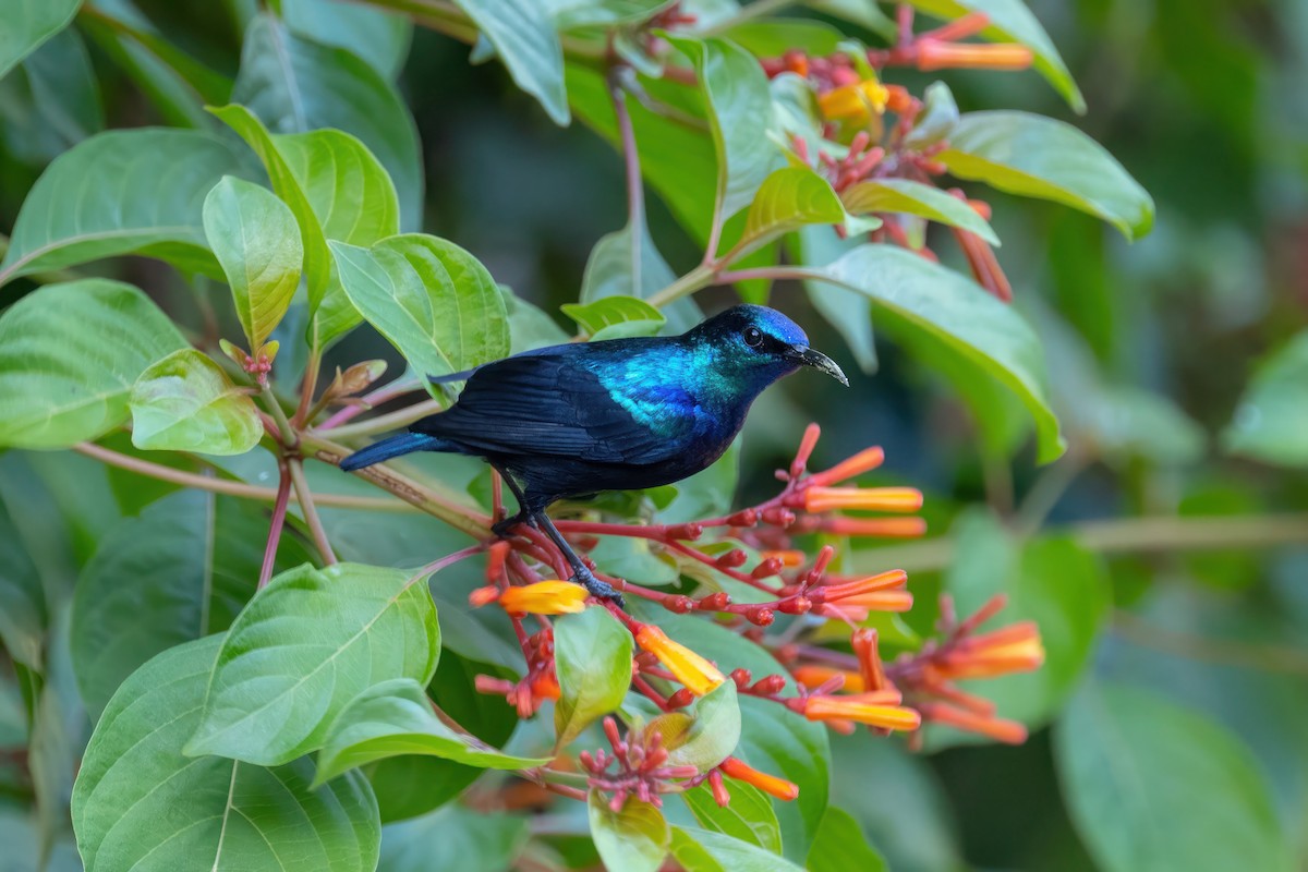 Pemba Sunbird - ML555342221