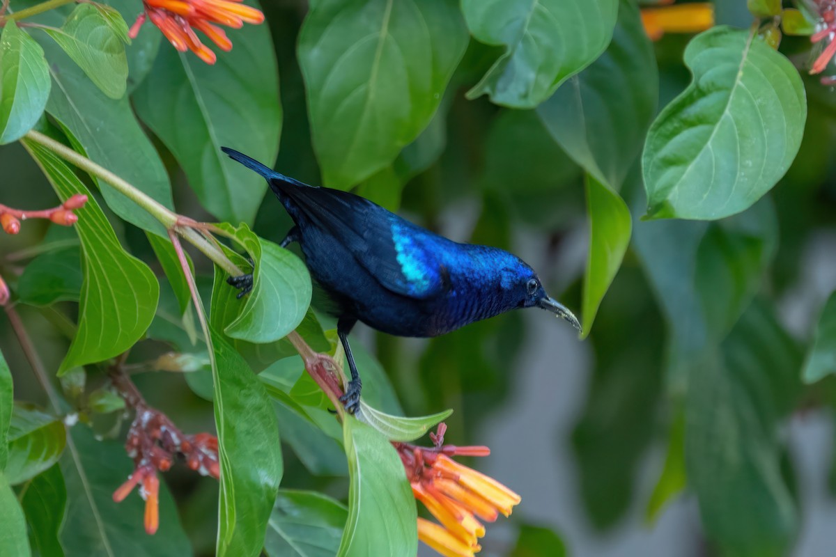 Pemba Sunbird - ML555342231