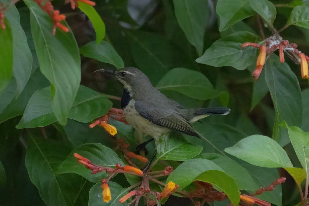 Pemba Sunbird - ML555342251