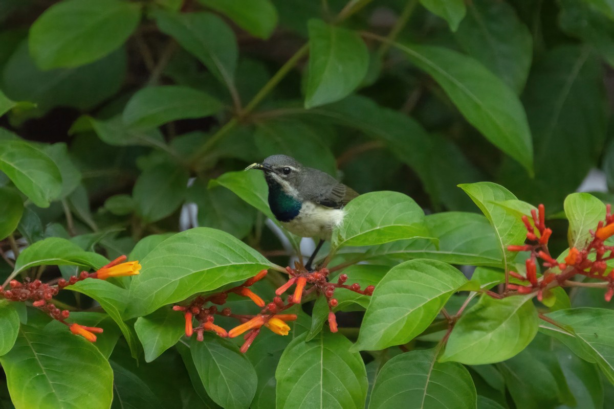 Pemba Sunbird - ML555342261