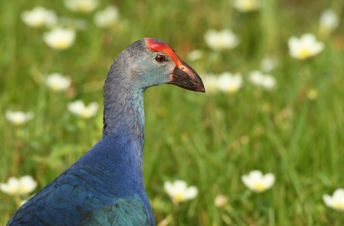 Gray-headed Swamphen - ML555342611