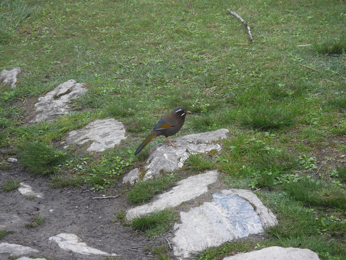 White-whiskered Laughingthrush - ML555342691