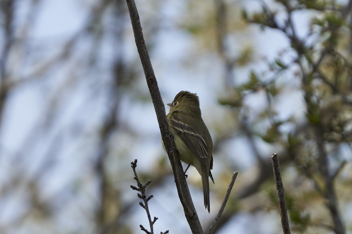 Western Flycatcher (Pacific-slope) - ML555343201