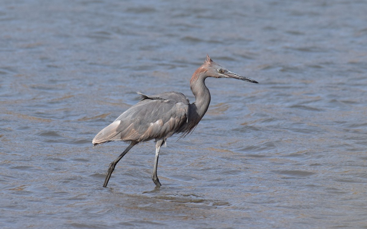 Reddish Egret - Ryan O'Donnell