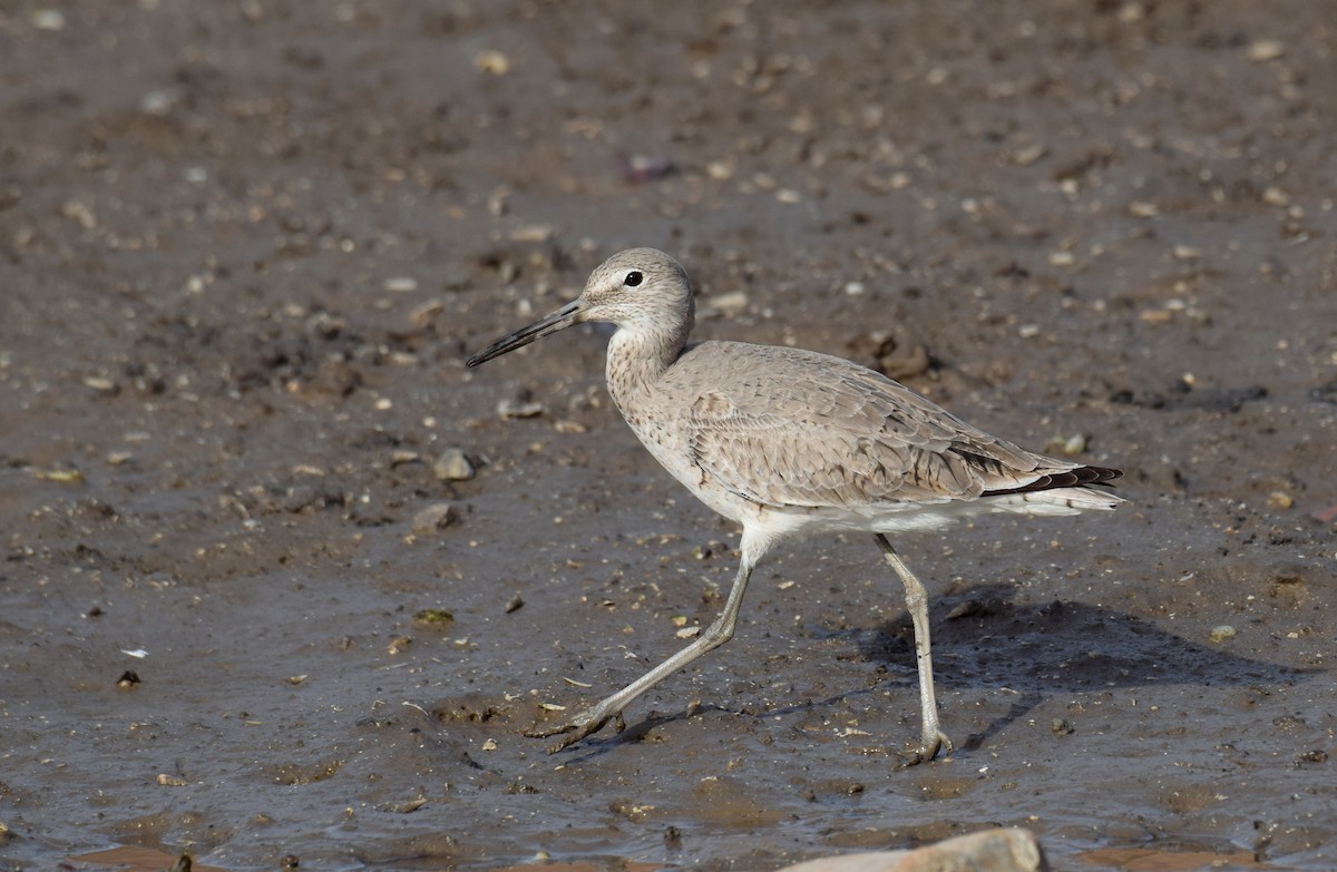 Willet (Western) - ML555343631