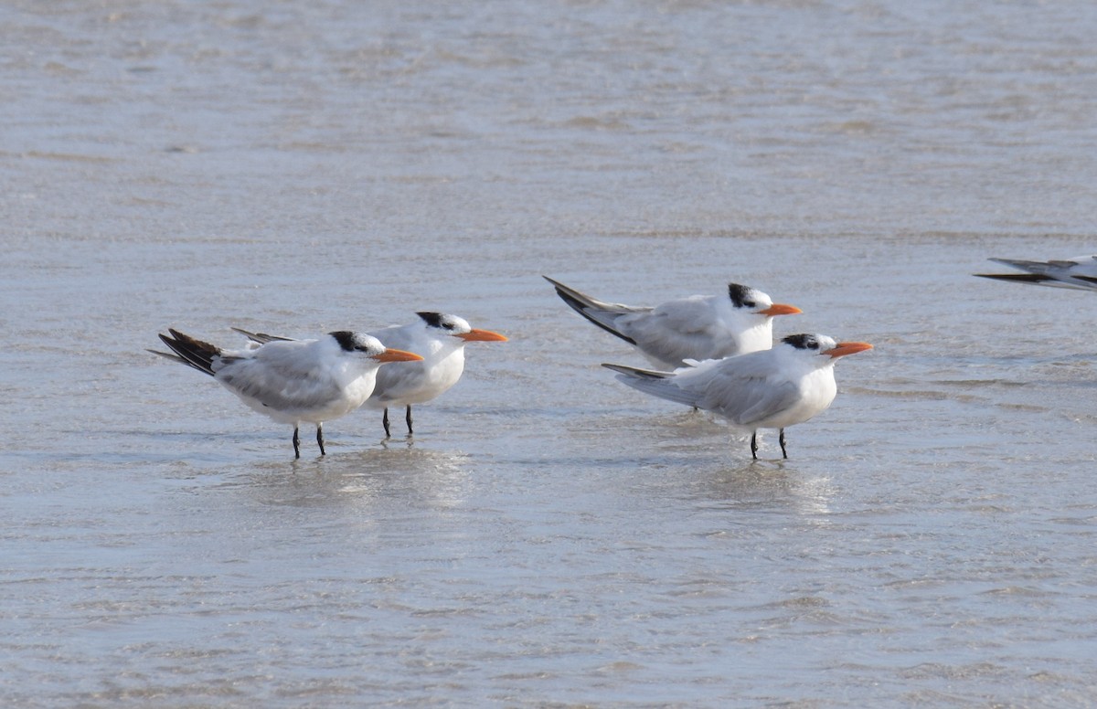 Royal Tern - Ryan O'Donnell