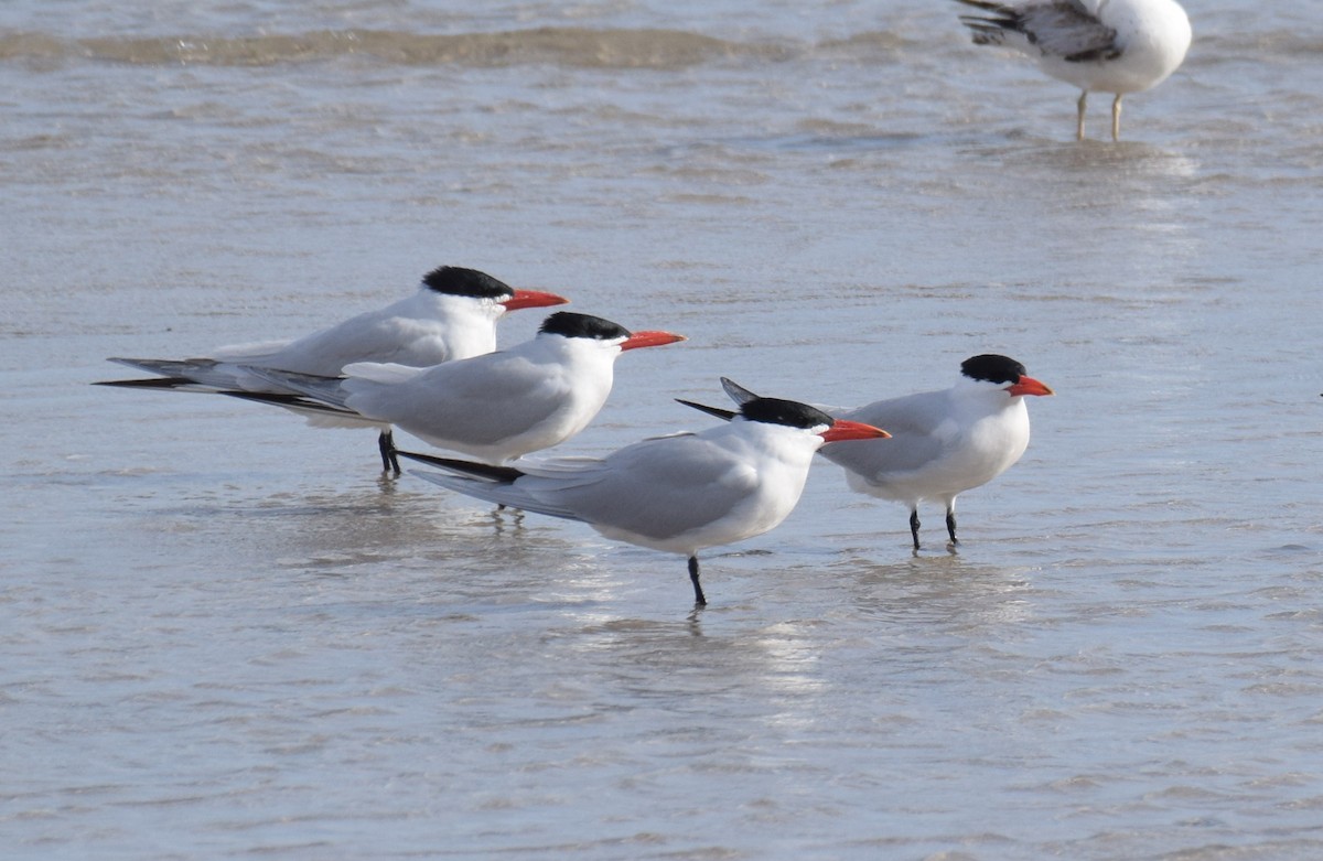 Caspian Tern - Ryan O'Donnell