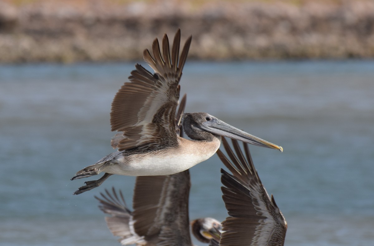 Brown Pelican - Ryan O'Donnell