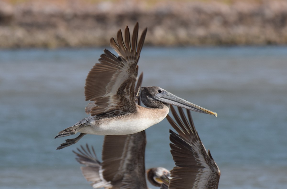 Brown Pelican - ML555343791