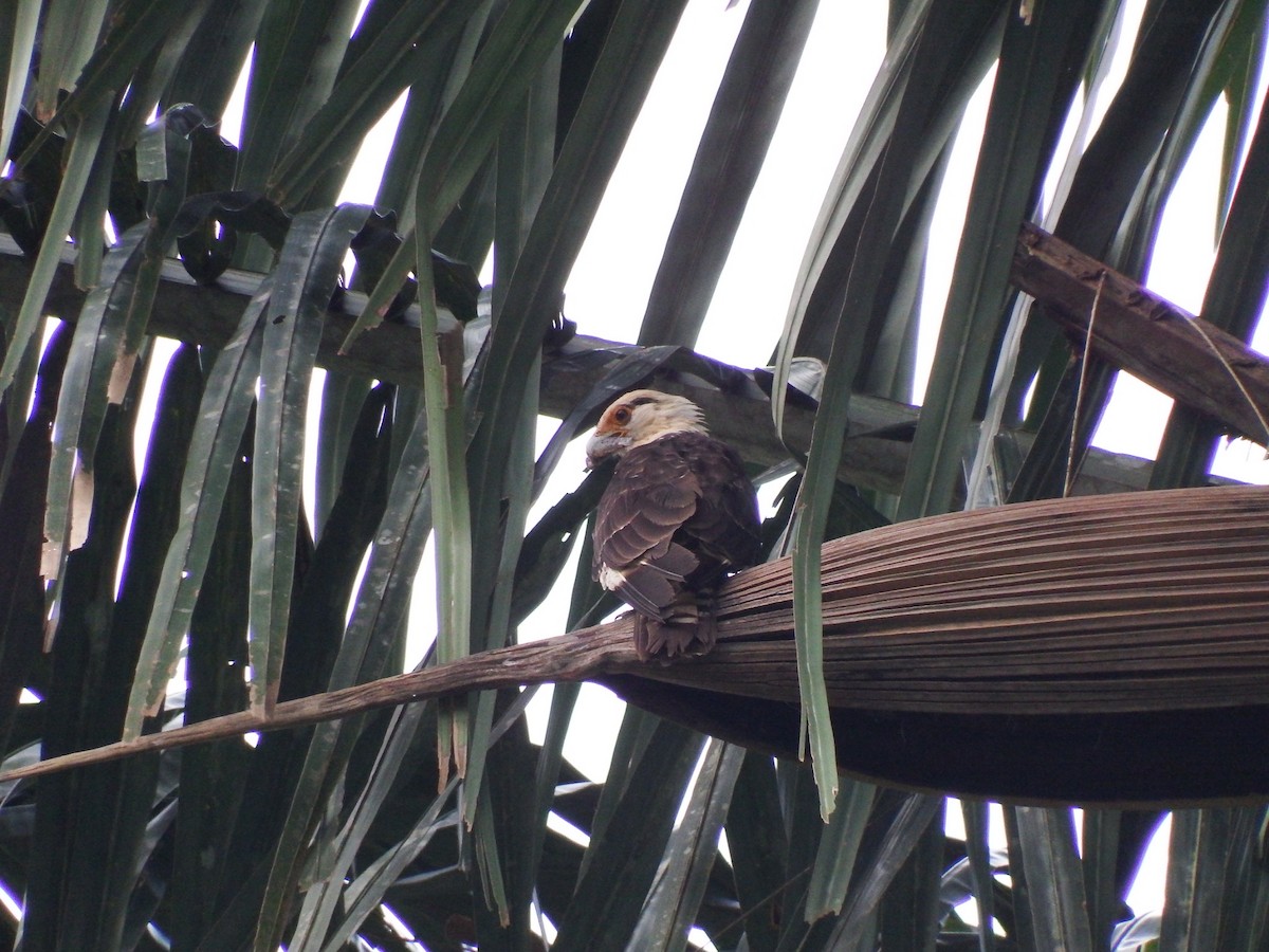 Yellow-headed Caracara - ML55534451