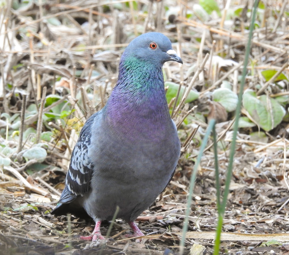 Rock Pigeon (Feral Pigeon) - ML555345881