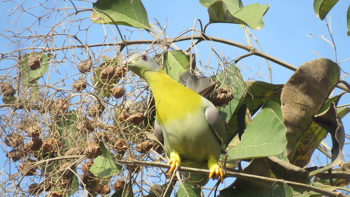 Yellow-footed Green-Pigeon - ML555345941