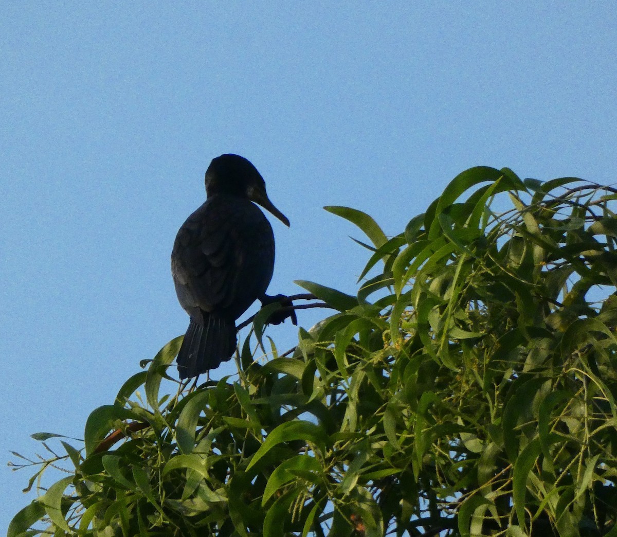 Indian Cormorant - Nathanael Poffley