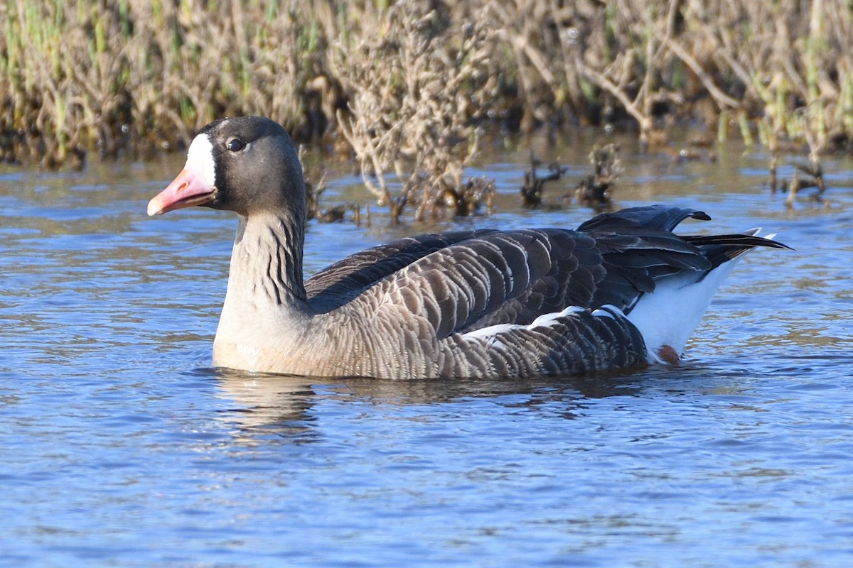 Greater White-fronted Goose - ML555346941