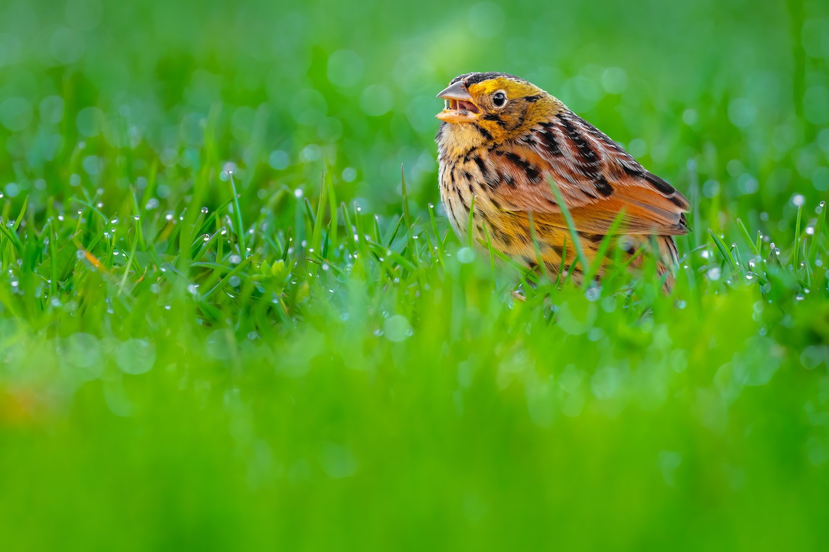 Henslow's Sparrow - ML555347701