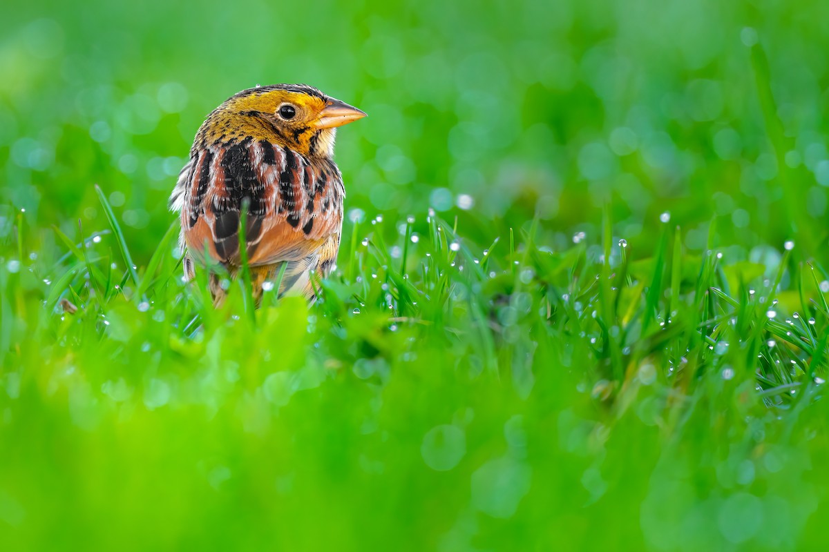 Henslow's Sparrow - ML555347711
