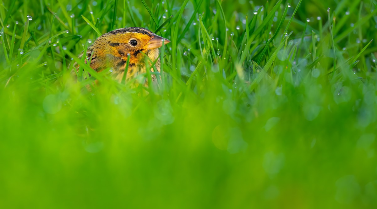 Henslow's Sparrow - ML555347721