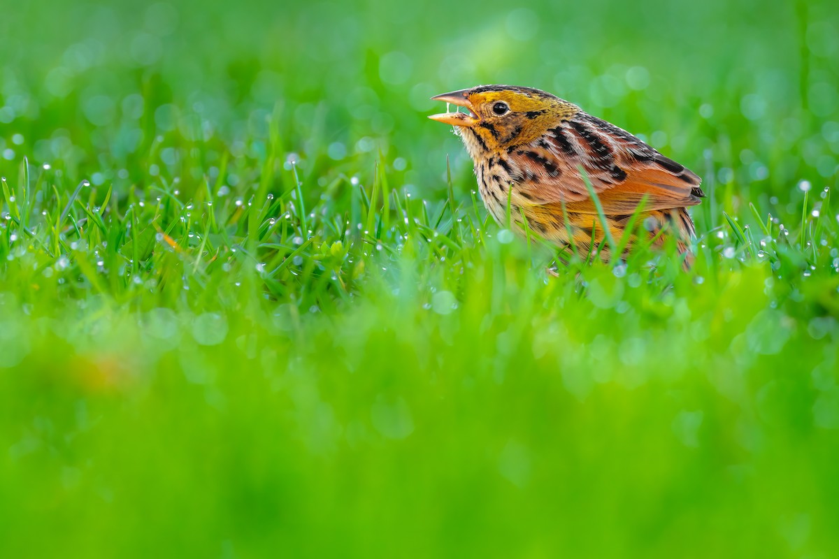Henslow's Sparrow - ML555347731