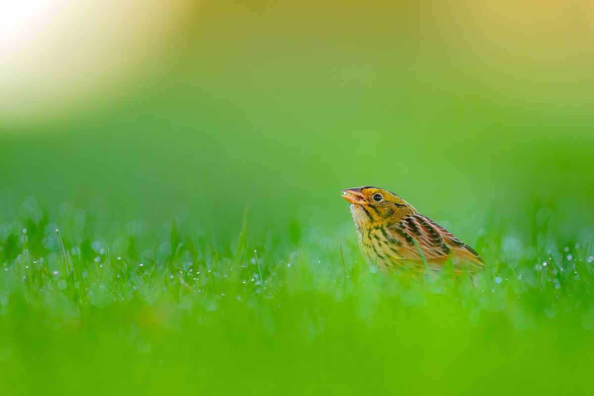 Henslow's Sparrow - ML555347741