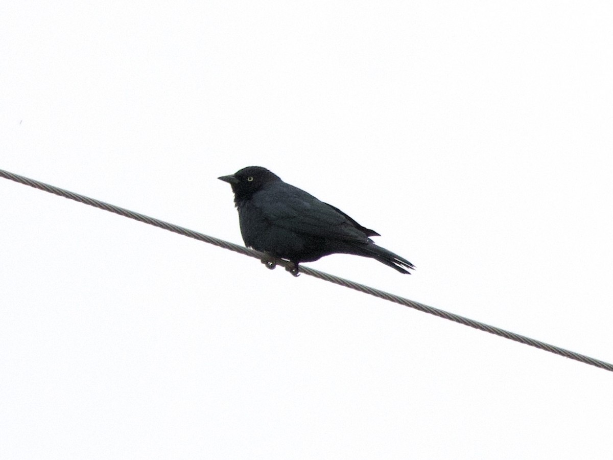 Brewer's Blackbird - ML555349851