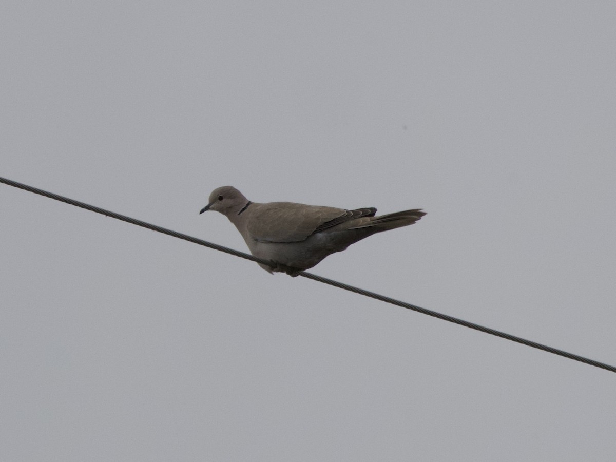 Eurasian Collared-Dove - ML555350081