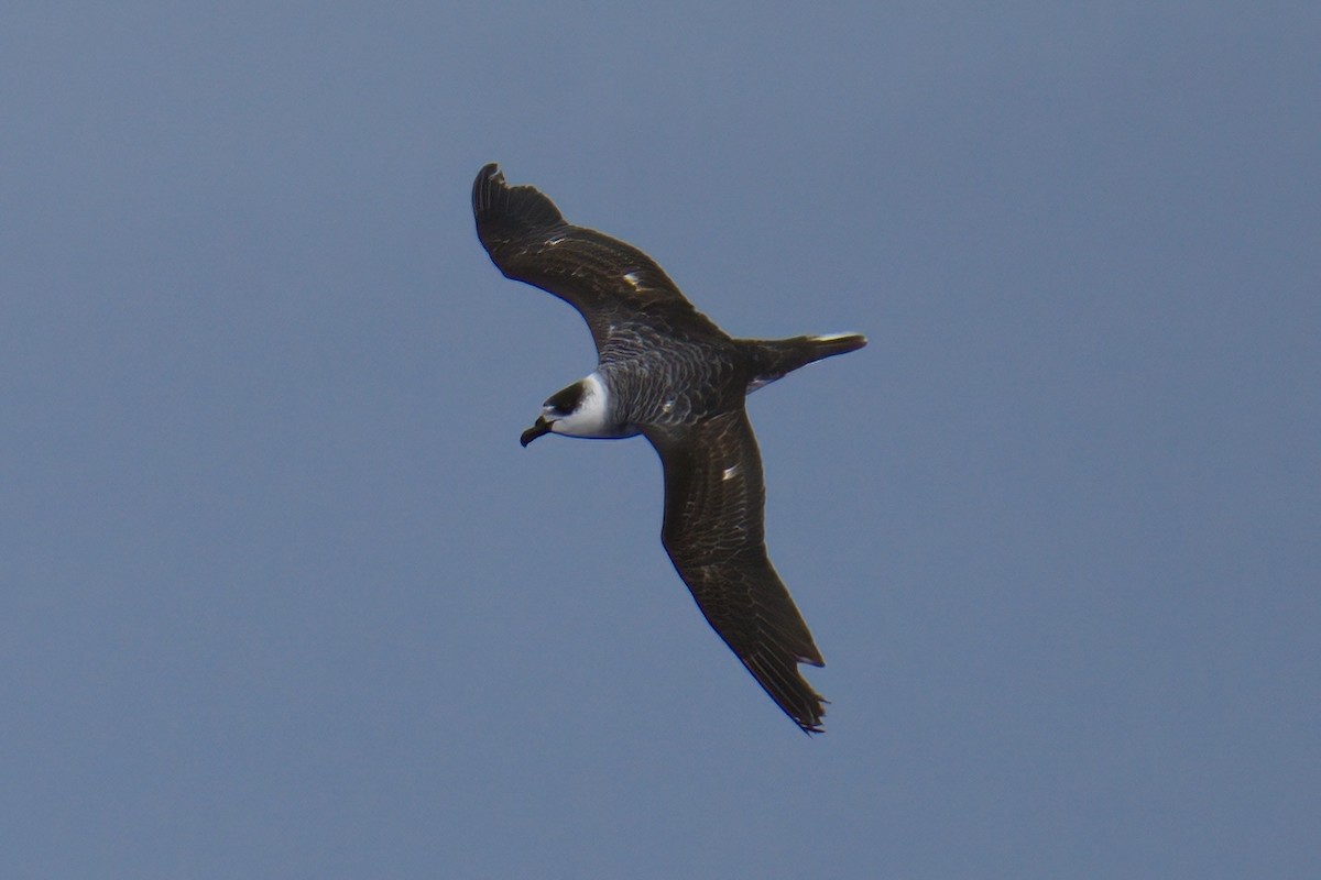 White-necked Petrel - ML555350331