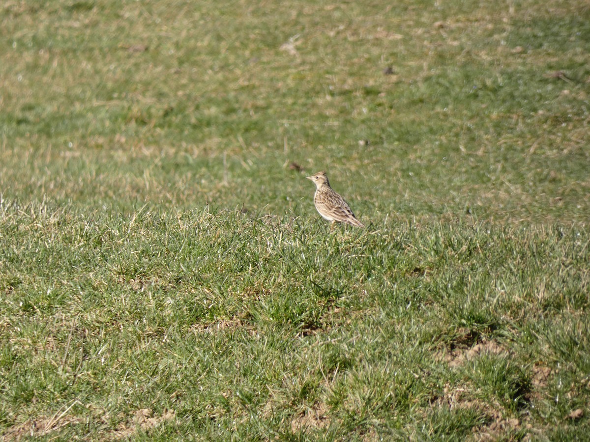 Eurasian Skylark - ML555350661