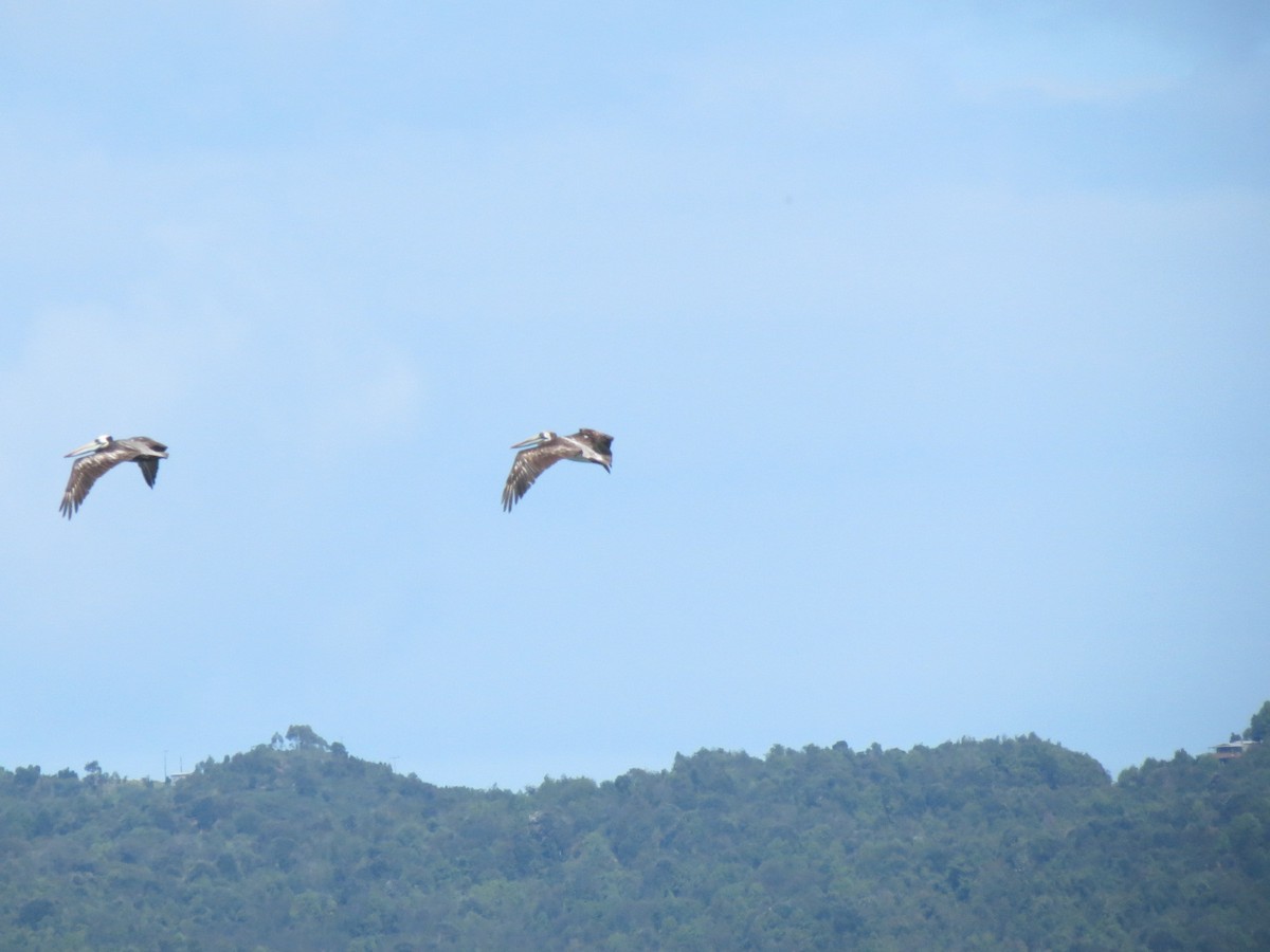 Peruvian Pelican - ML55535071