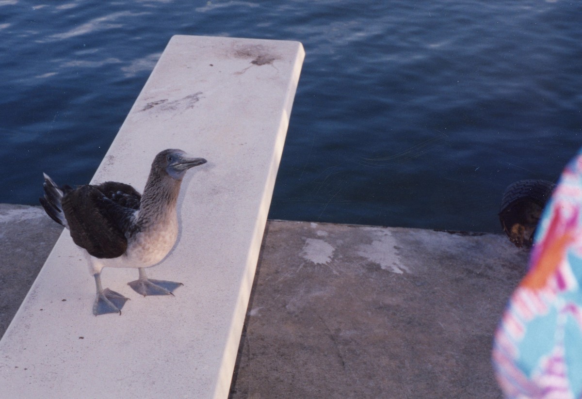 Blue-footed Booby - ML55535101