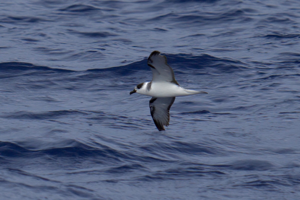 Petrel Cuelliblanco - ML555351201