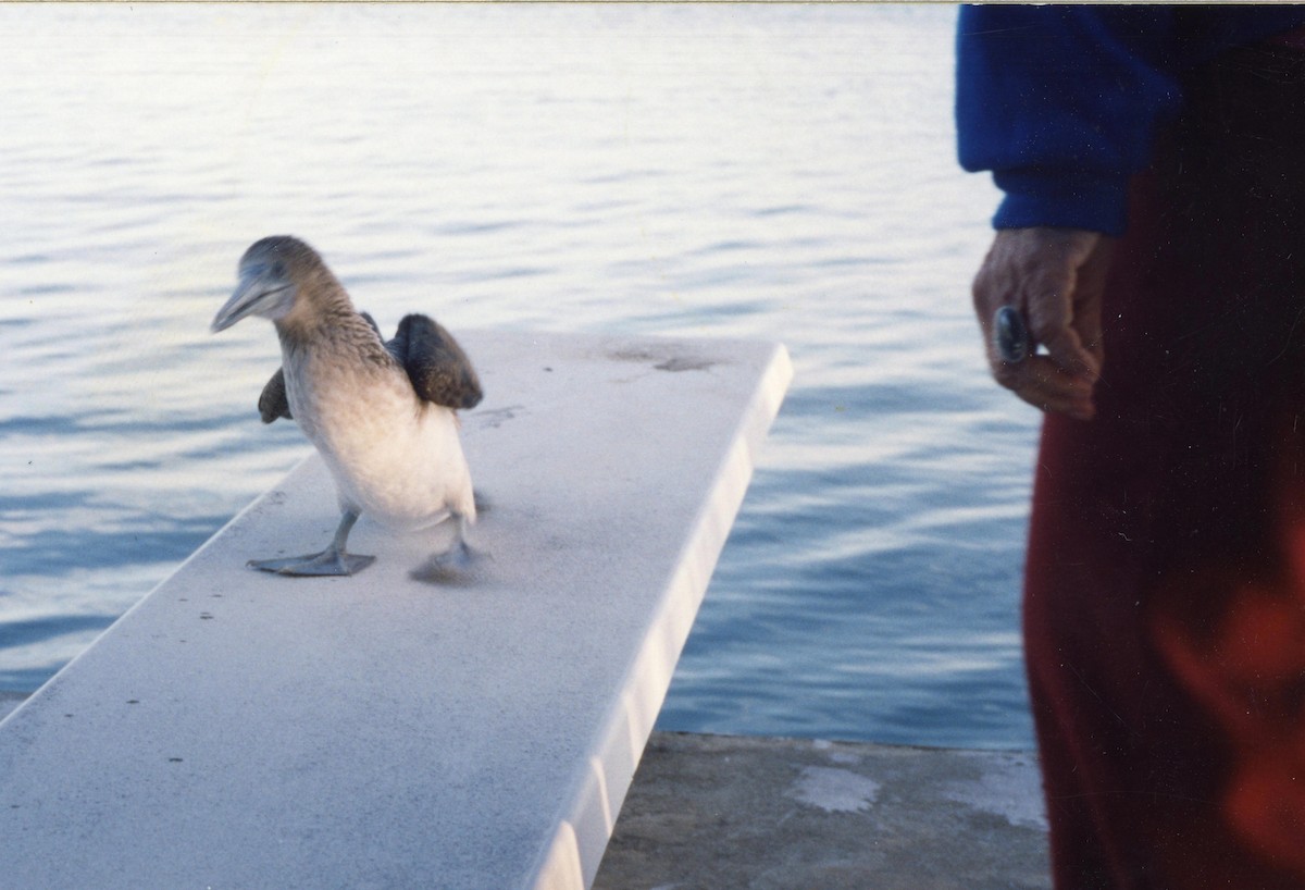 Blue-footed Booby - ML55535151