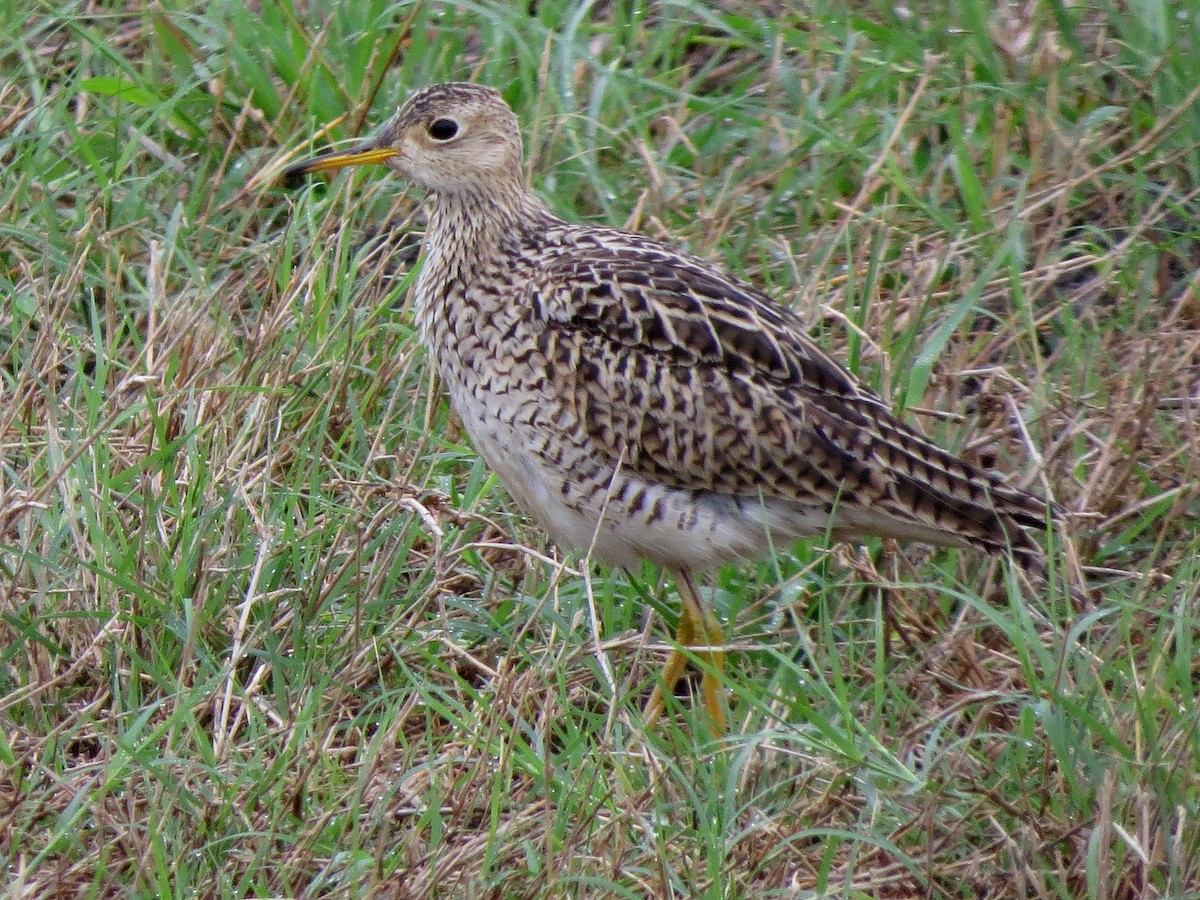 Upland Sandpiper - ML555351571