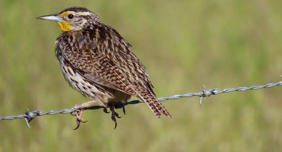 Western Meadowlark - ML555352181