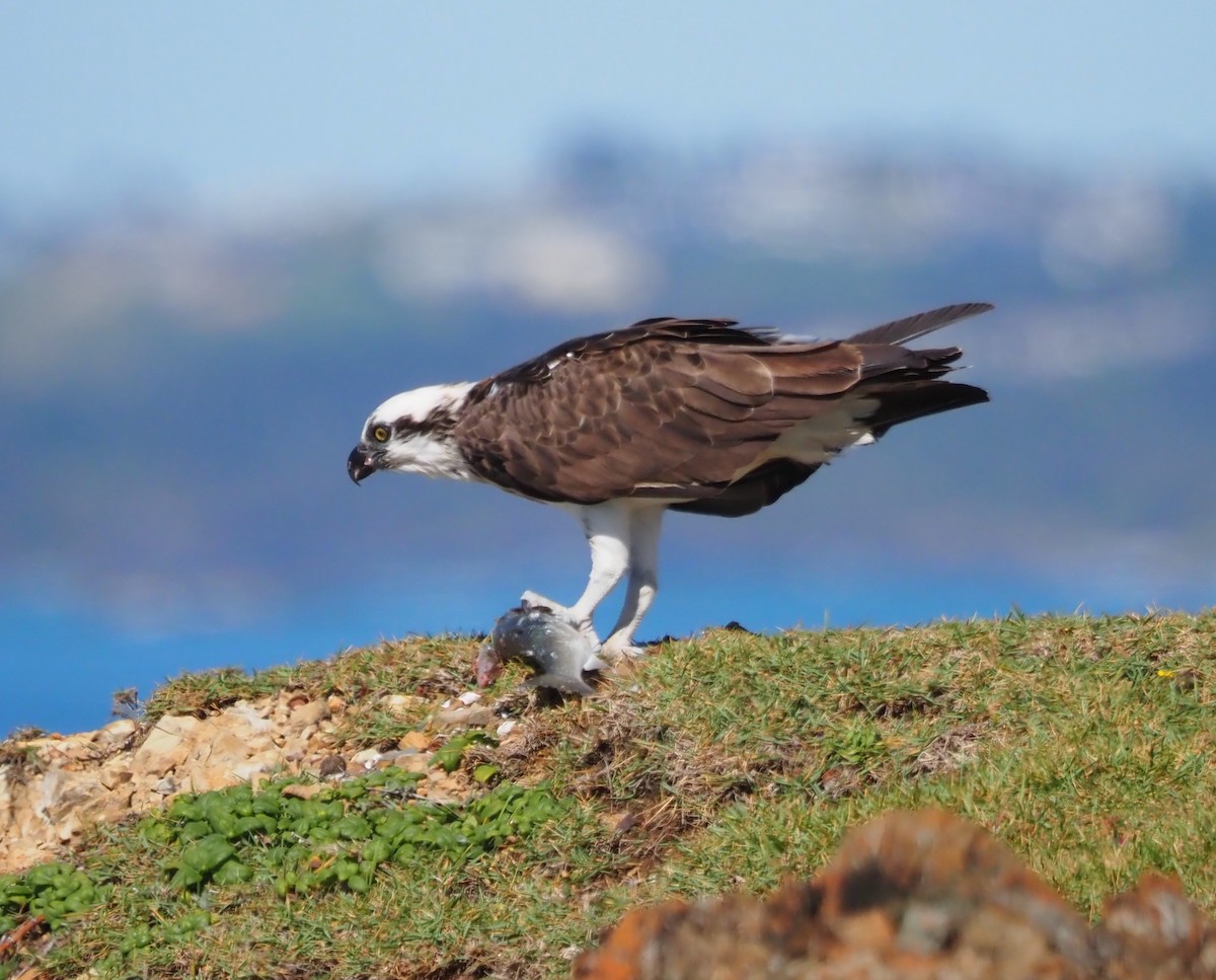 Osprey - ML555352261