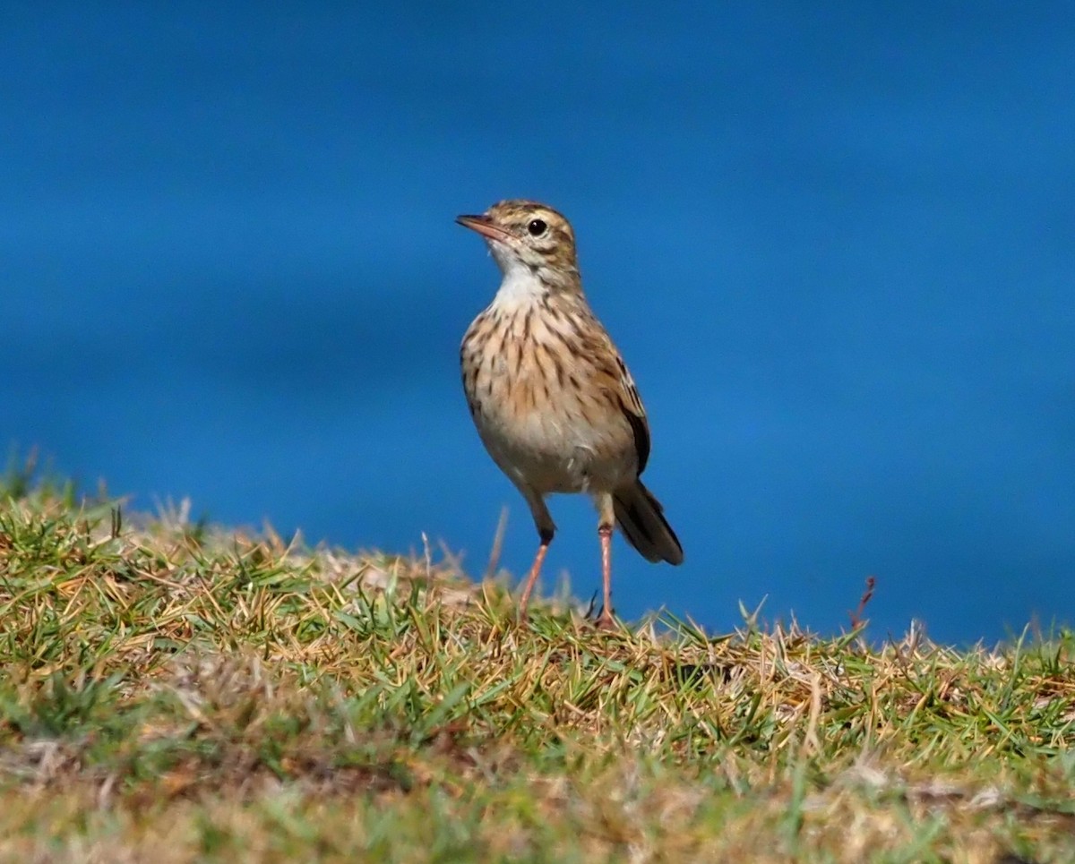 Australian Pipit - ML555352311